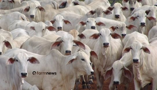exportação de bovinos vivos