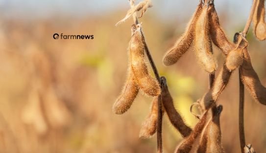 Produção e consumo mundial de soja para 2026/27: dados de agosto