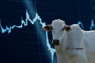 mercado de opções para o boi gordo