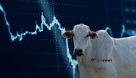 mercado de opções para o boi gordo
