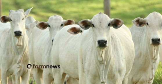 vantagens econômicas da produção de bezerros
