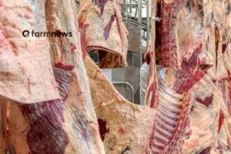 importação de carne bovina do Brasil pelos EUA
