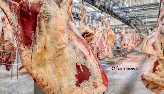 preço da carne bovina no atacado