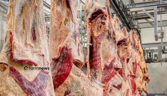 exportação de carne bovina do Brasil