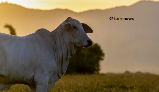 Preço futuro do boi gordo para 2026 frente ao físico em agosto (10)