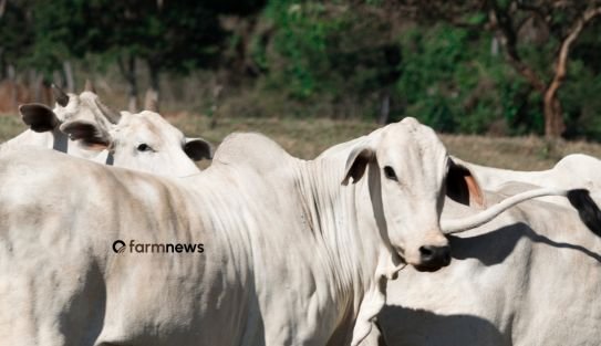 bovinos vivos