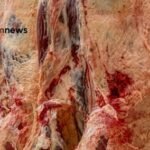 carne bovina do Brasil