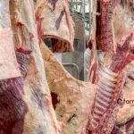 exportação de carne bovina