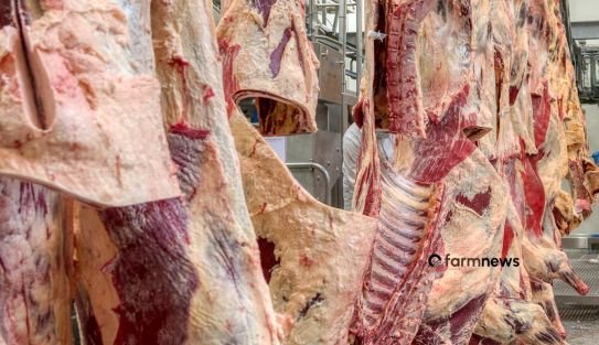 exportação de carne bovina