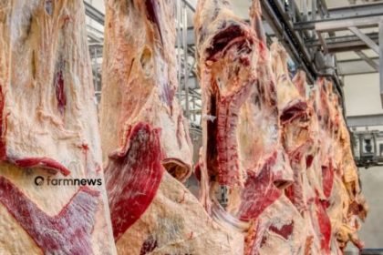 exportação de carne bovina