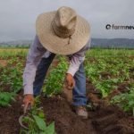 agro brasileiro