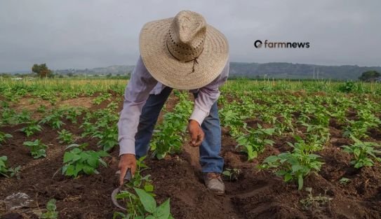 agro brasileiro