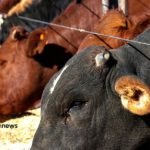 confinamento nos eua