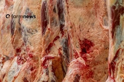 exportação de carne bovina